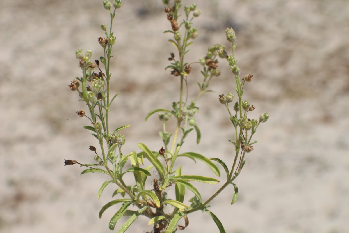 Vahlia dichotoma (Murray) Kuntze